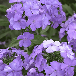 Флокс метельчатый Моя Любовь, Моя Отрада