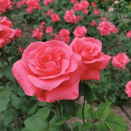 Роза грандифлора Коралловый сюрприз