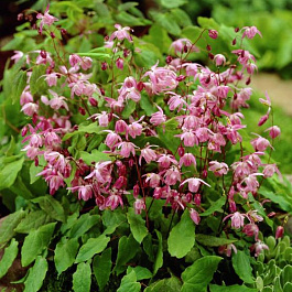 Горянка пышная Розеум