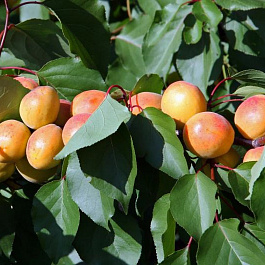Абрикос обыкновенный Графиня Абрикос обыкновенный Графиня