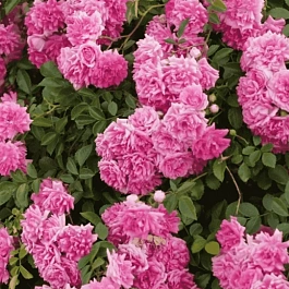 Роза Плетистая Super dorothy