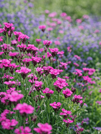 Гвоздика картузианская