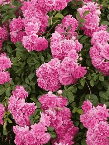 Роза Плетистая Super dorothy