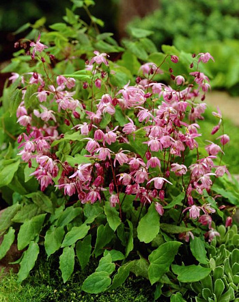 Горянка пышная Розеум