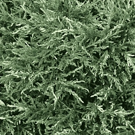 Можжевельник обыкновенный Spotty Spreader