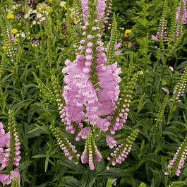 Физостегия виргинская Rose