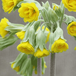 Примула Katy McSparron