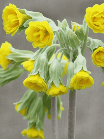 Примула Katy McSparron