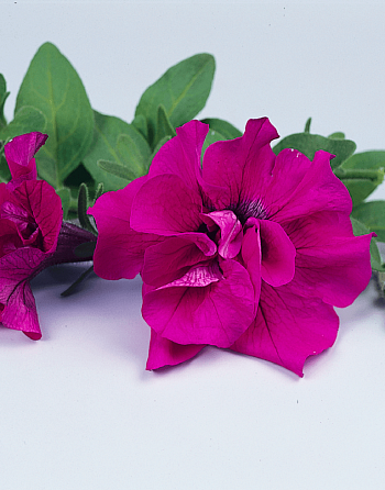Петуния Surfinia Double Purple