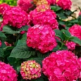 Гортензия Endless summer red 