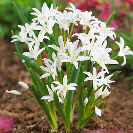 Хионодокса Люцилии Альба