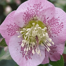 Морозник восточный Pretty Ellen Pink