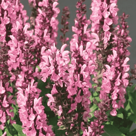 Шалфей дубравный Sensation Compact Bright Rose