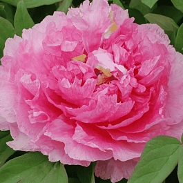 Пион древовидный Tao hong fei cui