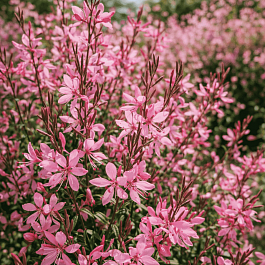 Гаура Линдхеймера