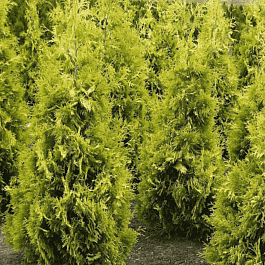 Туя западная Yellow Ribbon