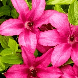 Клематис Barbara