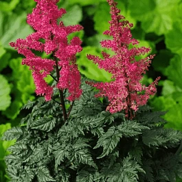 Астильба кудрявая Moulin Rouge