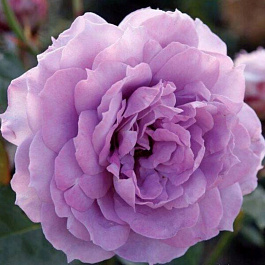 Роза Кордес флорибунда Новалис Роза Кордес флорибунда Новалис