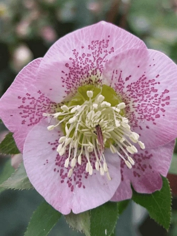 Морозник восточный Pretty Ellen Pink