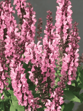 Шалфей дубравный Sensation Compact Bright Rose