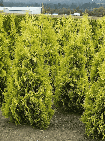 Туя западная Yellow Ribbon