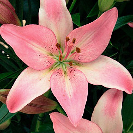 Лилия ЛА-гибрид Куплет