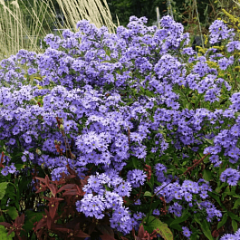 Астра сердцелистная Little Carlow