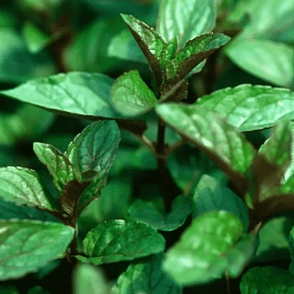 Мята перечная Black Mitcham