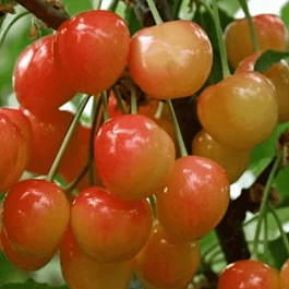 Черешня Брянская розовая