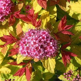 Спирея японская Пинк энд Голд Спирея японская Пинк энд Голд
