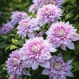 Клематис Josephine