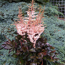 Астильба китайская Спотлайт НАБОР 2ШТ (1+1) Астильба китайская Спотлайт НАБОР 2ШТ (1+1)