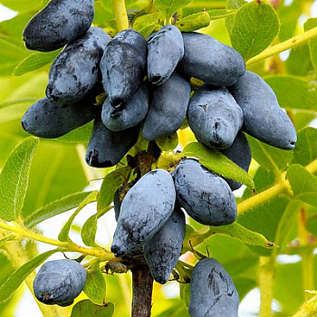 Жимолость съедобная Новинка