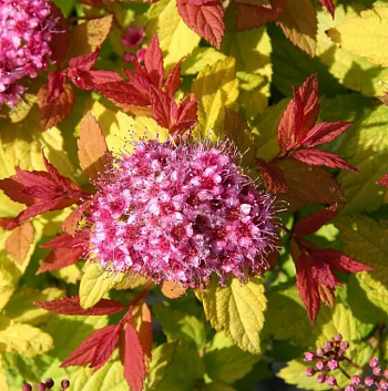 Спирея японская Пинк энд Голд