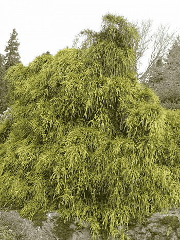 Кипарисовик горохоплодный Filifera Aurea Nana