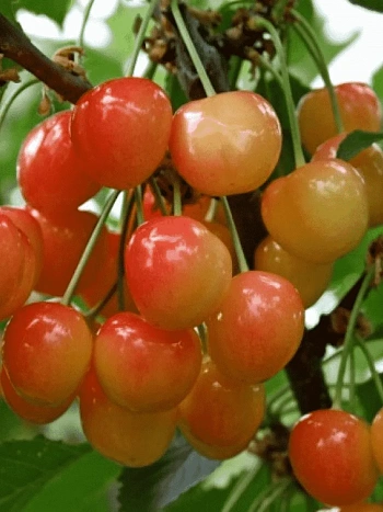 Черешня Брянская розовая