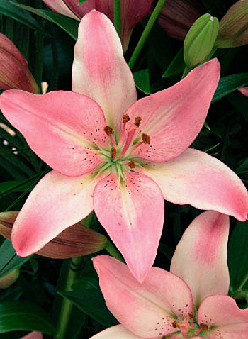 Лилия ЛА-гибрид Куплет Лилия ЛА-гибрид Куплет