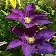 Клематис гибридный Lech Kaczynski