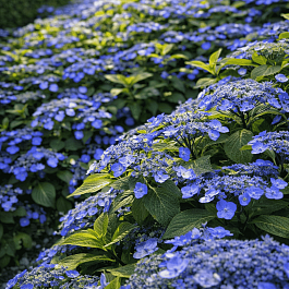 Гортензия пильчатая Veerle