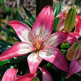 Лилия азиатская горшечная Тренди Дакота Лилия азиатская горшечная Тренди Дакота