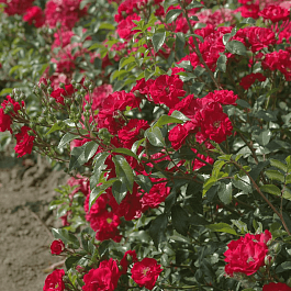 Роза Почвопокровная Miniot