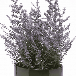 Перовска прямолистная Bluesette