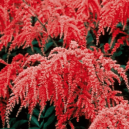 Астильба Арендса Red Charm