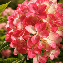 Гортензия метельчатая  Graffiti ТОЛЬКО САМОВЫВОЗ