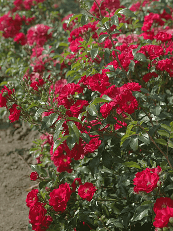 Роза Почвопокровная Miniot