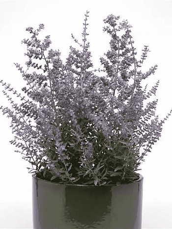 Перовска прямолистная Bluesette