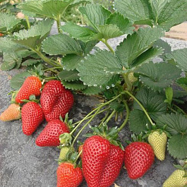 Земляника садовая Мальга Земляника садовая Мальга