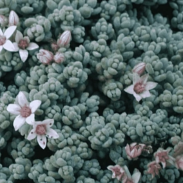 Очиток густолистный