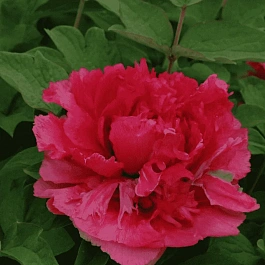 Пион древовидный Burning Colors